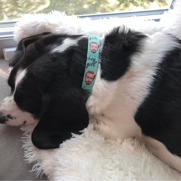 Dog collar: Ryan Gosling ‘Hey Girl’ novelty dog collar - fits 10”- 16” neck - Picture 13 of 14